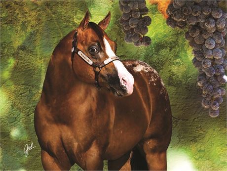 Te Coolest - ApHC Stallion
