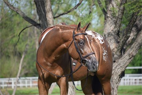 ApHC Stallion Hands Off My Stetson