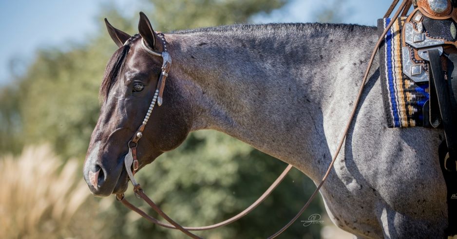 VS GoodRide 2019 NSBA Horse of the Year