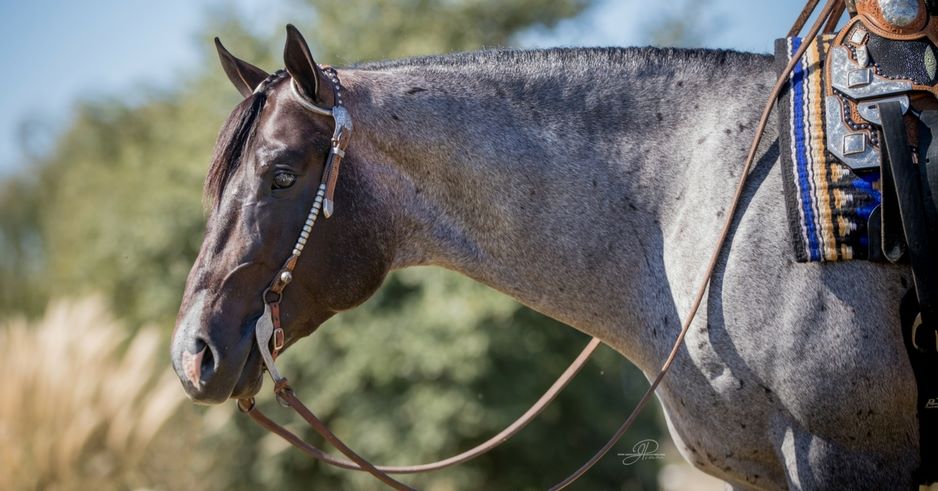 VS GoodRide 2019 NSBA Horse of the Year 