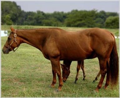 Backes Ranch Orphan Foal