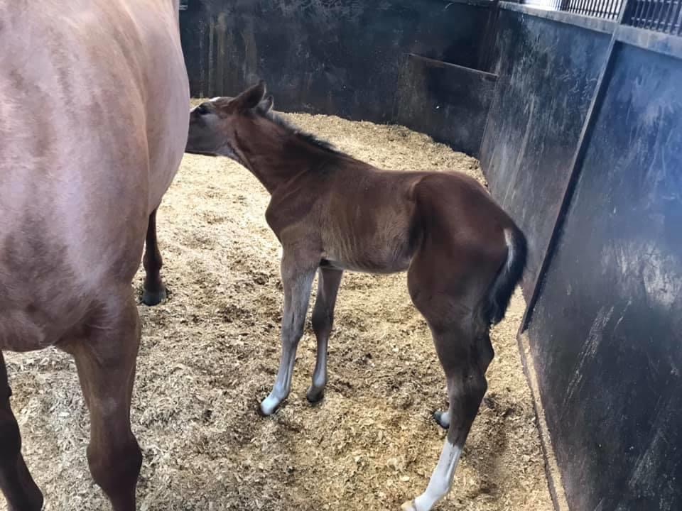 Backes Ranch Orphan Foal