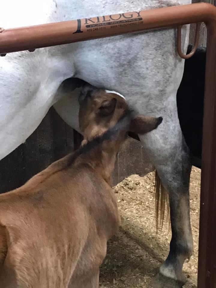 Backes Ranch Orphan Foal