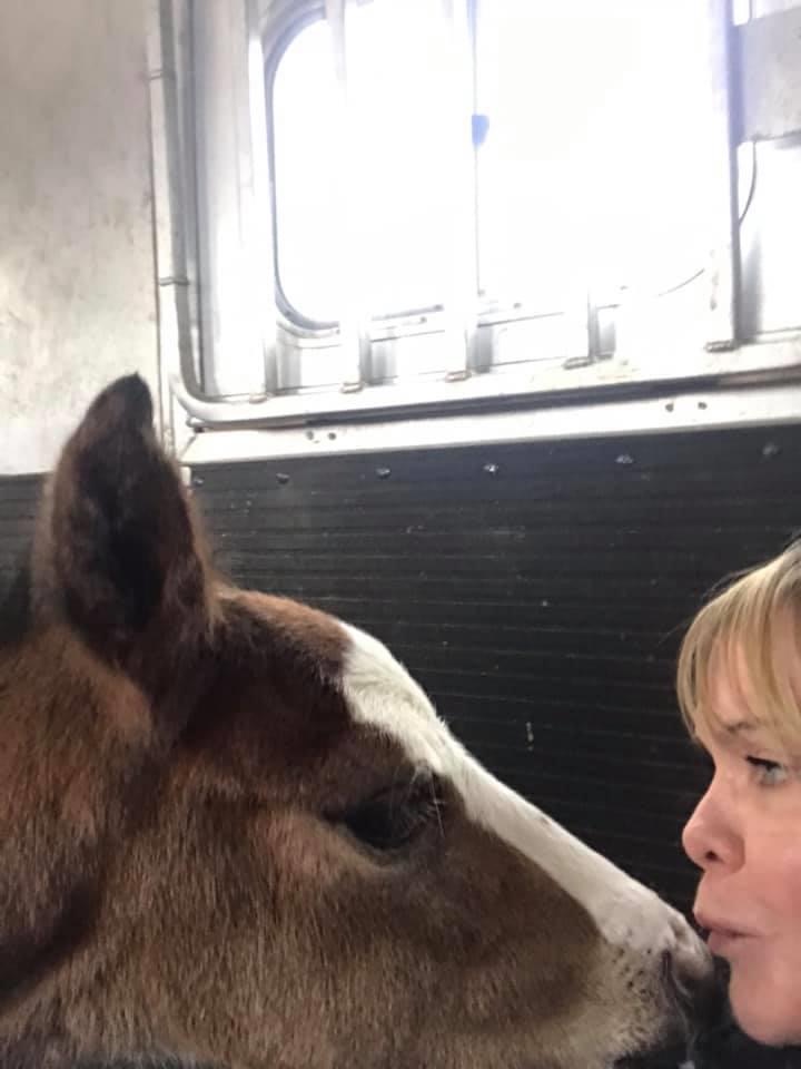 Backes Ranch Orphan Foal