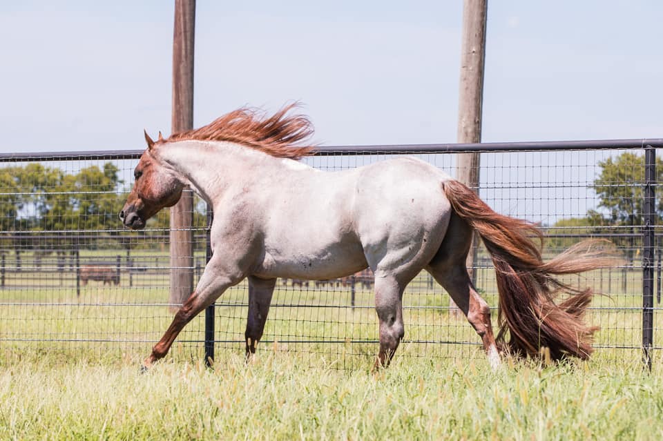 Great American Stallion Incentive 