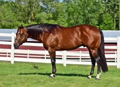 AQHA Sire LL Cool Bay