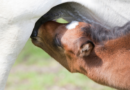 Colic and Diarrhea in Foals: Symptoms and Causes