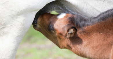 Colic and Diarrhea in Foals: Symptoms and Causes