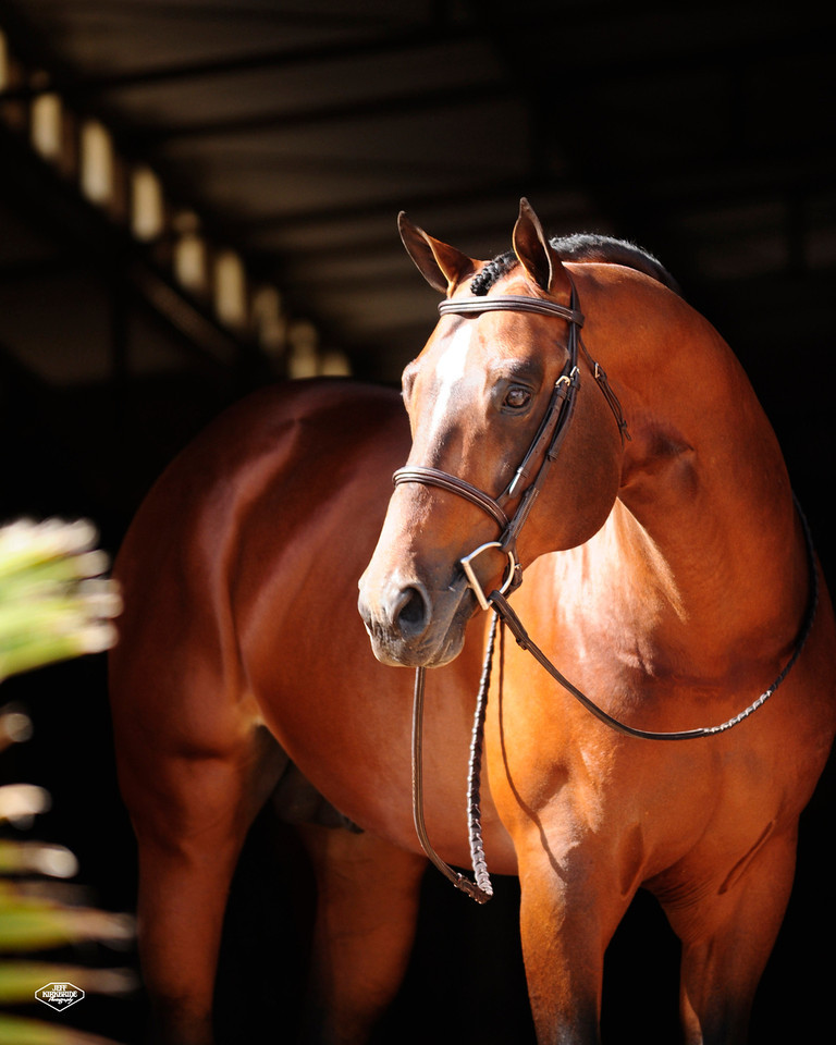 2020 AQHA Leading Sires - allocate Your Assets 