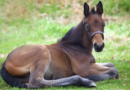 AQHA Offers Halter Breaking Your Foal E-Book