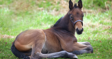 AQHA Offers Halter Breaking Your Foal E-Book