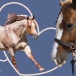 Horses for Heart