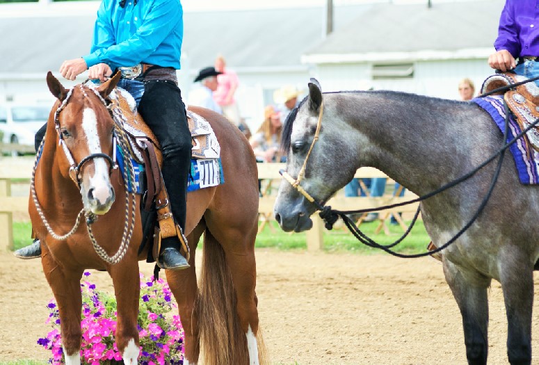 Back to Berrien Futurity