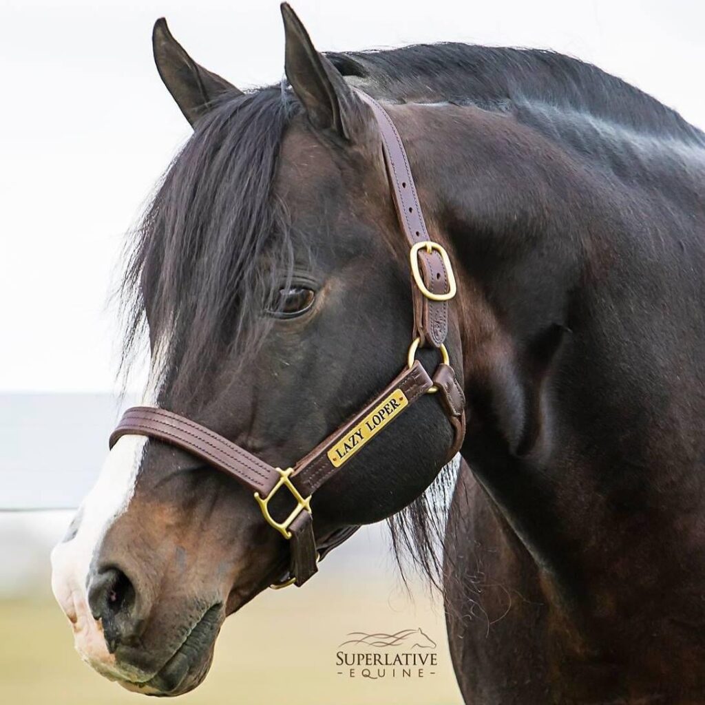 The Gallop Auction 2021 Reserve High Seller Lazy Loper