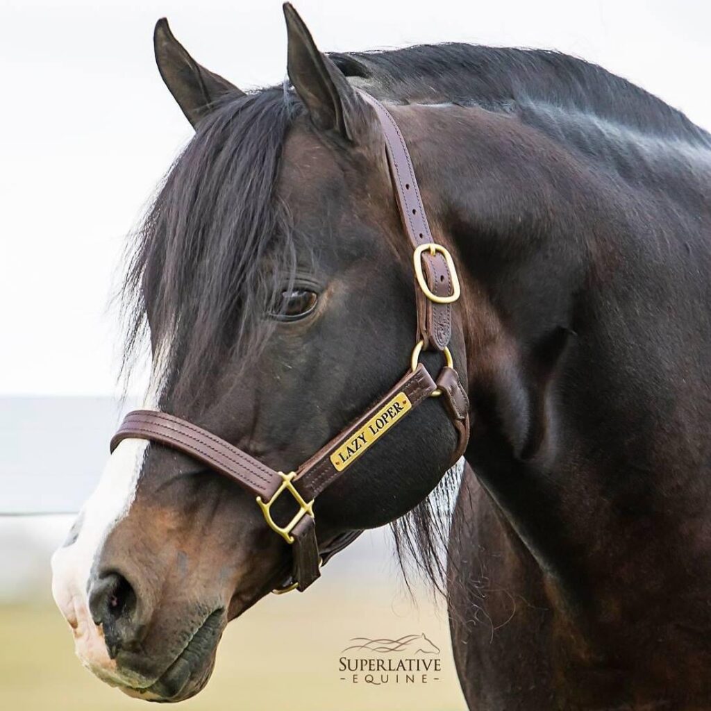 The Gallop Auction 2021 Reserve  High Seller Lazy Loper