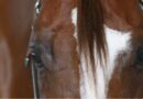 2022 AQHA Guidelines and Rules for Drugs and Medications 