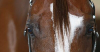 2022 AQHA Guidelines and Rules for Drugs and Medications 