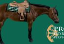 <strong>Shop for Your New Horse in the March Internet Auction Now.</strong>