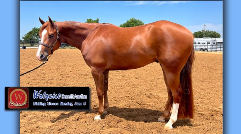Closing Tonight – Support the Walquist Family with an Amazing Gelding
