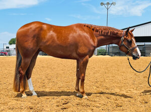 Closing Tonight - Support the Walquist Family with an Amazing Gelding