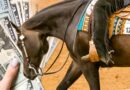 AQHA adds $600,000 Additional Purse to World Championship Show