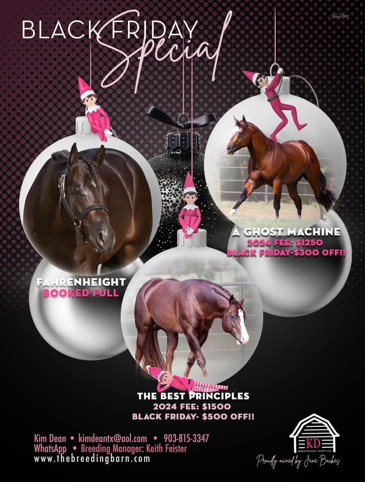 From Stud Fees to Show Clothing - Don't Miss These Black Friday Deals! -  Show Horse Today