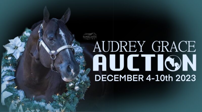 HORSES UPDATE NOW LIVE  Horses, Training, Bidding, New Hats and