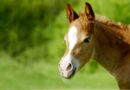Be Prepared- How to Perform Foal CPR