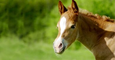 Be Prepared- How to Perform Foal CPR